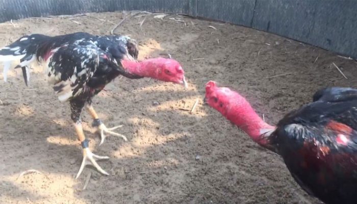 Luật Đá Gà Miền Bắc